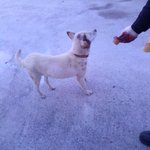 사진有) 연평도에서 본, <b>포탄</b> 파편에 맞은 강아지