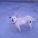 <b>연평도</b>에서 강아지를 만난 소방서분의 글입니다.