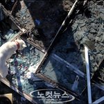 연평도에 남겨진 아가들을 살려주세요