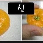 <b>심심</b>해서 귤까기 신에 도전해봤어요 ㅎㅎ