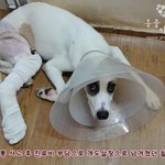 : [퍼트리고 <b>항의</b>해주세요!] 정부,동물진료비 10%세금 징수-...