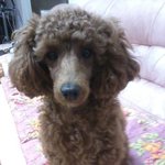 남친과  동거하는여자