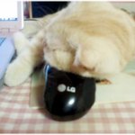 울집고양이'<b>푸푸</b>'