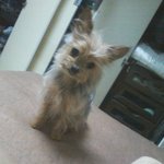 ◆요크셔테리어 여아(전라북도 <b>익산</b>)◆제발 찾아주세요 부탁드립니다...