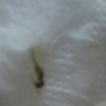 주문한 <b>찜닭</b>에서 이게 나왔는데, 이게 벌레일까요????