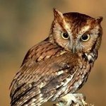 나는 <b>올빼미</b>다!!