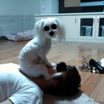 이게 사람한테 할수 있는 짓인가요??