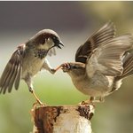 <b>여우님</b> 보세요