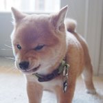 강아지상 vs 고양이상 누가 더 이쁜가요?