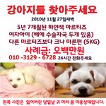 강아지를 찾습니다 ㅜㅜ 꼭 연락 주세요ㅜ 찾아 주시는 분께 사례...