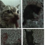 고양이"차차"학대사건.. (혐오사진)제발 많이 읽어주시고 퍼트려주세요...