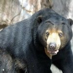 <b>말레이</b>곰!