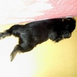 울 <b>강쥐</b> 이러고 잔다