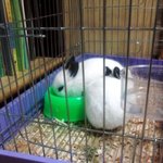 사진有) 외로우신분들 <b>애완</b>동물을 키워보세요