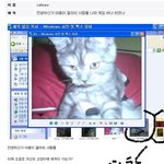 (사진有)야옹이갤러리에 다시 catsaw가 글올렸네요,꼭 봐주세요...