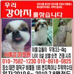대전 <b>시</b><b>츄</b> 남아 한번만봐주세요