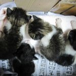 <b>로드킬</b>로 엄마잃은 여섯마리 아가길냥이들, 3개월 후 (사진有)