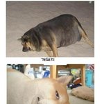 개와 함께 놀아<b>봅세</b>~~