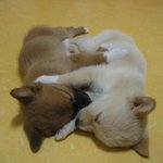 원빈<b>발톱</b>생김에 커플만들기 프로젝트-1 모두모여라~
