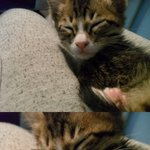 사진有)귀여운 우리집 고냥이 ㅋㅋㅋ