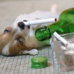 <b>연말</b> 회식자리는 약한술로 가볍게~~~
