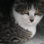 <실화> 퍅셔내 - 고양이의 <b>방문</b> (1)