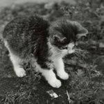 <실화> 퍅셔내 - 고양이의 방문 (5)