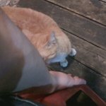나만 따르는 도둑고양이