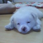 우리<b>집</b> 타코야<b>끼</b>