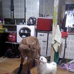 저희집 뭉치가.....첫키스를......<b>아지</b>에게.... ㅠ_ㅠ