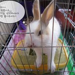 <b>조폭</b>토끼 아우디의 박스탈출