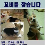 [인천]<b>웰시</b>코기 꼬비를 찾습니다. 사례합니다.