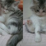 내가본고양이중에제일예쁜고양이