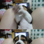 ! <b>비글</b> / 男 /  6개월 된 우주를 찾습니다..ㅠㅠ 도와주세요