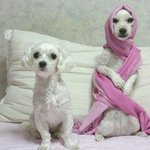 굿 아이디어! 이렇게 하면 농촌이 <b>up</b>! (재밌는 짤방추가)