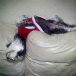 [사진有] 인공지능 우리집 개님을 소개합니다 :)