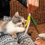 원래 고양이 보면 그리 <b>환장</b>하는거임??