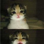 <b>시들</b>할땐 내 귀요미짤