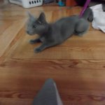 서울시 강남구 <b>논현동</b>에서 러시안블루 잃어버리신분