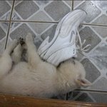 [사진有] 나홀로 크리스마스