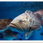 심리테스트_물고기는 어디로 돌아가고 싶을까??