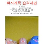 돼지가족 살인하고 돈벌게된사연
