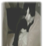 <b>시크</b>한 행동 보여줄게
