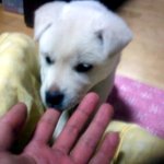 우리 귀여운 <b>강쥐</b>새­끼