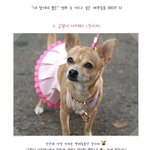 사랑을 듬뿍! 키우고 싶은 <b>애완</b>동물들~♡