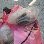 쓰레기봉투에 버려진 새끼고양이