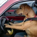 대리운전 믿지 못 하는 이유