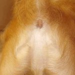 강아지 엉덩이에 <b>예수</b>님있음