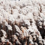 1박2일 <b>보성</b> 순천만 사진 여행