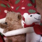 강아지공포증 女-> 강아지 매니아,주인이 된사연! 사진有!!